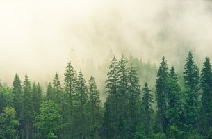 Αποψίλωση των δασών: Συμφωνία των 27 για πράσινες εισαγωγές 
