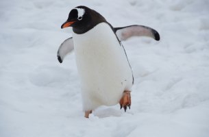 Καίγονται τα ζώα στην Ανταρκτική - Εκτεθειμένα πάνω από έναν χρόνο σερί στην τρύπα του όζοντος