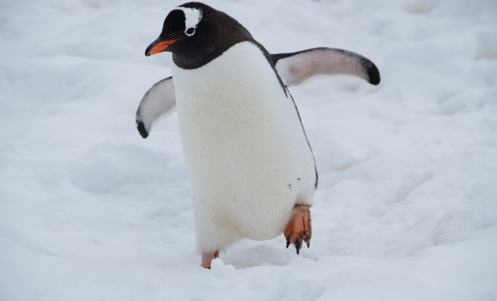 Καίγονται τα ζώα στην Ανταρκτική - Εκτεθειμένα πάνω από έναν χρόνο σερί στην τρύπα του όζοντος