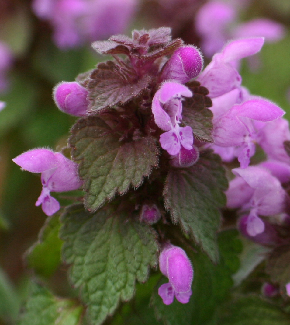  Lamium_purpureum_