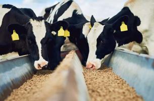 Μείωση του κόστους εκτροφής στην κτηνοτροφία μέσω της κυκλικής οικονομίας 