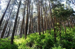 Κομισιόν: Επιπλέον τρία δισεκατομμύρια δέντρα ως το 2030 - Εγκαινιάζεται το εργαλείο MapMyTree