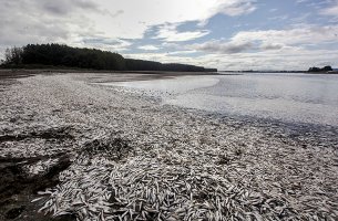 Εκατομμύρια τόνοι νεκρών ψαριών: Το σκάνδαλο της σπατάλης τροφίμων