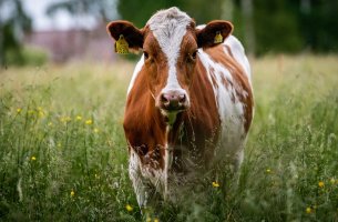 Κλιματική αλλαγή: Οι εκπομπές μεθανίου των αγελάδων είναι ορατές από το διάστημα