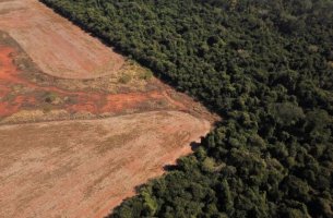 Έσπασε ρεκόρ ο ρυθμός αποψίλωσης του Αμαζονίου