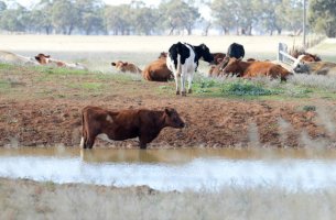 Νέα Ζηλανδία: Θεσμοθετεί φόρο για τις αγελάδες και τα πρόβατα λόγω εκπομπών αερίων
