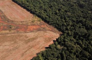 Έσπασε νέο ρεκόρ η αποψίλωση του δάσους του Αμαζονίου