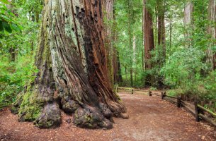 Καλιφόρνια: Απαγόρευσαν την πρόσβαση στο ψηλότερο δέντρο του πλανήτη