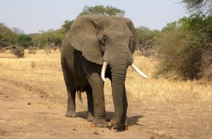 Κένυα: Η κλιματική αλλαγή είναι μεγαλύτερη απειλή από τη λαθροθηρία για τους ελέφαντες