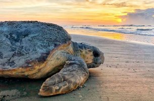 Η κλιματική αλλαγή εξαφανίζει τις αρσενικές χελώνες