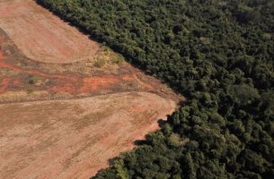 Οι τράπεζες συνεχίζουν να χρηματοδοτούν την αποψίλωση των δασών