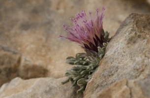 Πάνω από 7.000 είδη και υποείδη φυτών φιλοξενεί η Ελλάδα