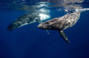 Πώς οι φάλαινες μπορούν να βοηθήσουν στην καταπολέμηση της κλιματικής αλλαγής