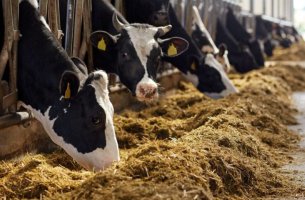 Κτηνοτρόφοι: Μπροστά στην απειλή να χάσουν 24 δισ. δολάρια λόγω της κλιματικής αλλαγής 