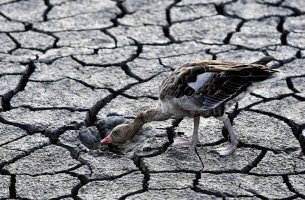 Η ξηρασία-ρεκόρ στο Κέρας της Αφρικής οφείλεται στην κλιματική αλλαγή
