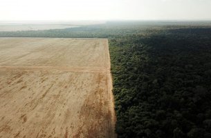 Η ΕΕ απαγορεύει τα προϊόντα που τροφοδοτούν την αποψίλωση