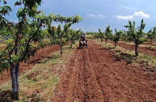 Η Armani ξεκινά πειραματική καλλιέργεια βαμβακιού στην Πουλία