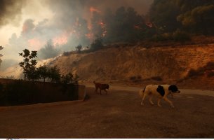 	Περισσότερα από 400.000 στρέμματα έχουν καεί από τις δασικές πυρκαγιές των τελευταίων 3 ημερών
