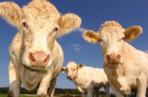 Αγελάδες που ρεύονται λιγότερο μεθάνιο στη μάχη για το κλίμα