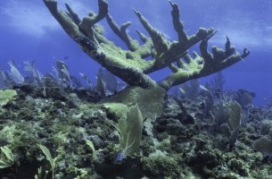 ΗΠΑ: Κίνδυνος για ολόκληρο το υποθαλάσσιο οικοσύστημα – Εξαφανίζονται οι κοραλλιογενείς ύφαλοι