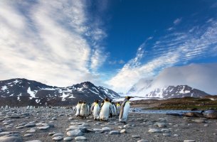 Χιλιάδες νεοσσοί αυτοκρατορικοί πιγκουίνοι έχασαν τη ζωή τους όταν διασπάστηκαν οι θαλάσσιοι πάγοι 