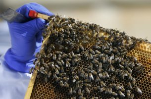 Κλιματική Αλλαγή: Γιατί μειώνονται οι Μέλισσες