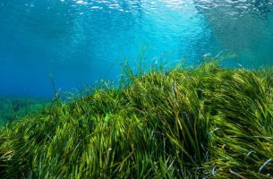 Ποσειδωνία: Ο πράσινος πνεύμονας της θάλασσας στον οποίο επενδύει η Vodafone για την προστασία του