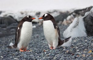 WWF: «Υιοθέτησε έναν πιγκουίνο για τα Χριστούγεννα»