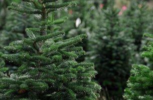 Βρετανία: «Νοικιάστε το έλατό σας για πιο οικολογικά Χριστούγεννα»