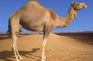 Το 2024 ορίστηκε ως Έτος της Καμήλας επειδή μπορεί να βοηθήσει τον άνθρωπο στην κλιματική αλλαγή