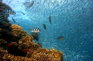 Νταβός 2024: Η προστασία των ωκεανών στο επίκεντρο συζήτησης στρογγυλής τραπέζης