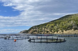 Ιχθυοκαλλιέργειες: Πόσο βιώσιμες είναι τελικά;