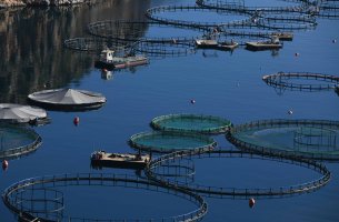 Ακταία: Ανησυχία για την επιτάχυνση της επέκτασης των υδατοκαλλιεργειών στην Ελλάδα