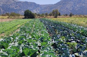 Αναγεννητική Γεωργία: Η πεμπτουσία της προστασίας του περιβάλλοντος 
