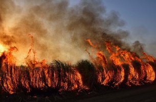Το έδαφος θερμαίνεται λόγω απώλειας δασικής βλάστησης