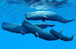 Το έργο SAvE Whales ολοκληρώνει με επιτυχία το 2ο έτος υλοποίησής του