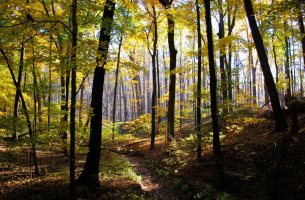 Σε «αναμονή» ο νόμος για την αποψίλωση των δασών ξανά- Τέλος του 2026 οι πρώτες εταιρίες με πολλές απλουστεύσεις 