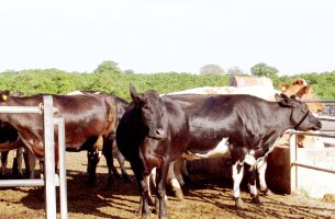 FAO – Πανεπιστήμιο Tuscia: Η κλιματική κρίση χτυπά την ιταλική γαλακτοπαραγωγή και απειλεί τη burrata