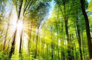 Το Ταμείο Tropical Forests Forever Facility μπορεί να αντλήσει επιπλέον 5 δισ. $ έως την COP30