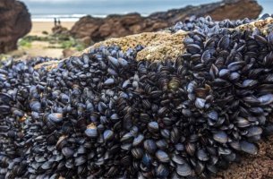 Τα μύδια αποκαλύπτουν την αυξανόμενη ρύπανση από μικροπλαστικά στις ελληνικές θάλασσες