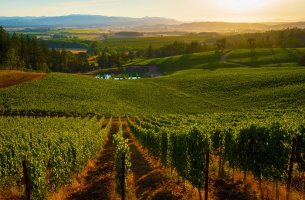 Κρίση στη γαλλική οινοποιία: Η υπερθέρμανση και οι… εκρίζωση των αμπελιών ως «λύση