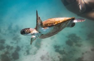 Επτά «αθόρυβες» νίκες για το κλίμα και τη φύση το 2025