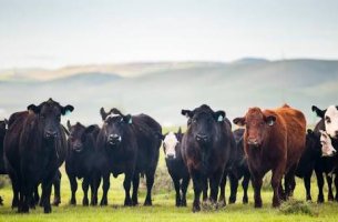 Μελέτη αμφισβητεί τις ετικέτες «carbon neutral» στο βοδινό κρέας