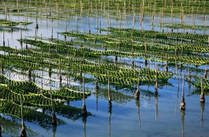 Superorganism: Fund $25,9 εκατ. για startups βιοποικιλότητας με στήριξη της Cisco