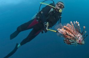 Ποιο ψάρι απειλεί το μεσογειακό θαλάσσιο οικοσύστημα; 