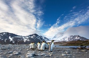 Οι πιγκουίνοι που ευημερούν και εκείνοι που μένουν πίσω καθώς θερμαίνεται η Ανταρκτική