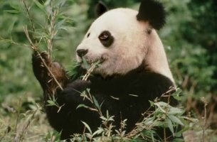 WWF: Η ανάγκη για Nature Transition Plans στο επίκεντρο της βιώσιμης μετάβασης