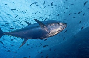 Greenpeace: Σοβαρά ελλείμματα σε βιωσιμότητα και ανθρώπινα δικαιώματα στην αγορά τόνου των ΗΠΑ