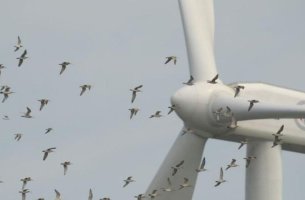 Νέα μελέτη καταρρίπτει μύθους για τα αιολικά και τα μεταναστευτικά πουλιά: Πάνω από 99% το ποσοστό αποφυγής πρόσκρουσης 