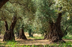Coca-Cola Tρία Έψιλον: Πρόγραμμα πυροπροστασίας του παραδοσιακού ελαιώνα της Άμφισσας